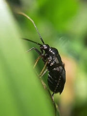 Adelphocoris seticornis