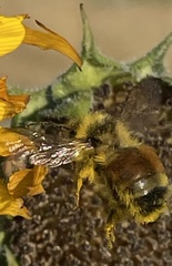 Bombus huntii