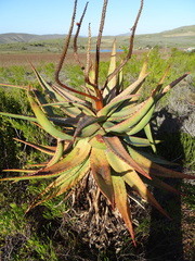 Aloe ferox