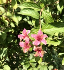 Weigela