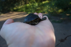 Sternotherus odoratus