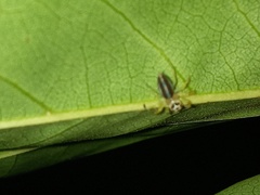 Telamonia