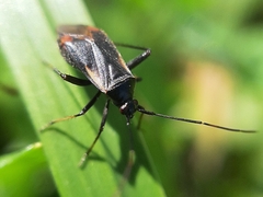 Adelphocoris seticornis