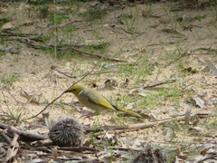 Ptilotula penicillata