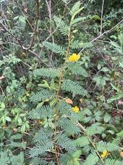 Chamaecrista