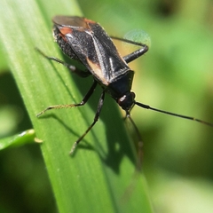 Adelphocoris seticornis