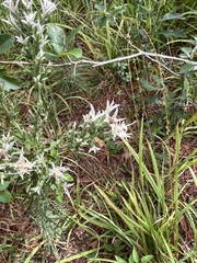 Liatris hesperelegans