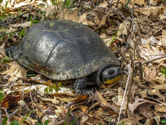 Emydoidea blandingii