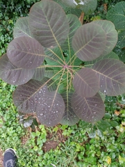Cotinus coggygria