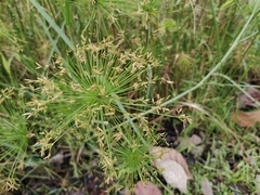 Cyperus prolifer