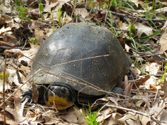 Emydoidea blandingii