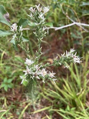 Liatris hesperelegans