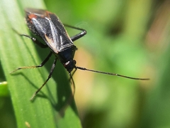 Adelphocoris seticornis