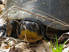 Emydoidea blandingii