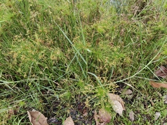 Cyperus prolifer