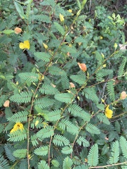 Chamaecrista