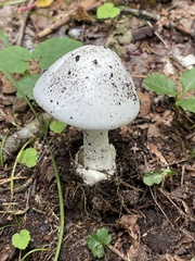 Amanita bisporigera