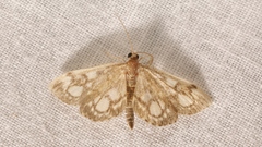 Anania coronata