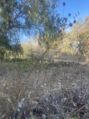 Eriogonum nudum auriculatum