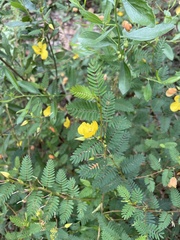 Chamaecrista