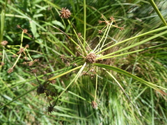 Scirpus