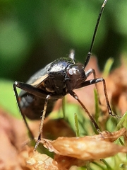 Adelphocoris seticornis