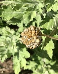 Chrysanthemum indicum