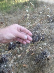 Eriogonum nudum auriculatum
