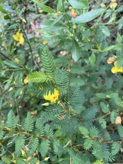 Chamaecrista