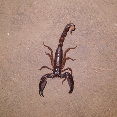 Scorpionoidea