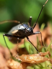 Adelphocoris seticornis
