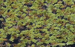 Salvinia natans