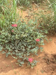 Nyctaginia capitata