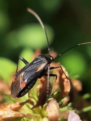 Adelphocoris seticornis