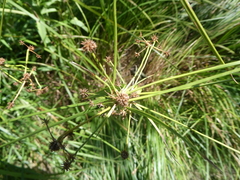 Scirpus