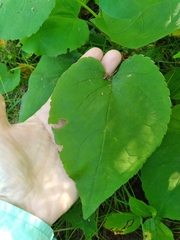 Eurybia macrophylla