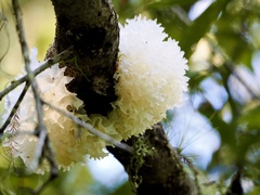 Tremella