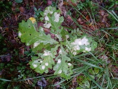 Tischeria ekebladella