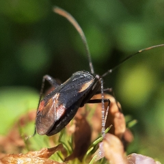 Adelphocoris seticornis