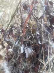 Eriogonum nudum auriculatum