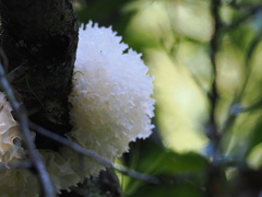 Tremella