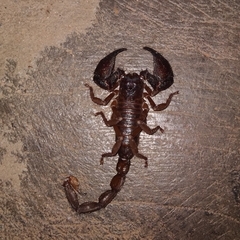 Scorpionoidea