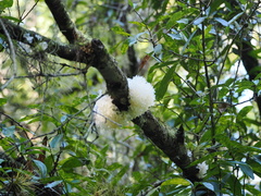 Tremella