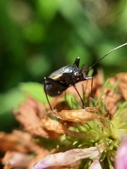 Adelphocoris seticornis