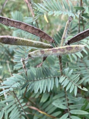 Tephrosia virginiana