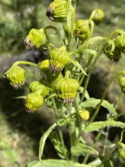 Senecio bigelovii