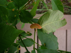 Puccinia coronata