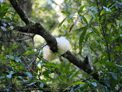 Tremella