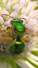 Augochloropsis