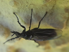 Dilophus